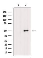 Phospho-SLC39A7 (Ser275, Ser276) Antibody in Western Blot (WB)