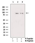 Phospho-GAB2 (Tyr643) Antibody in Western Blot (WB)