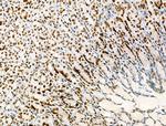 H2A.Zac pan-acetyl (K4,K7,K11,K13) Antibody in Immunohistochemistry (Paraffin) (IHC (P))