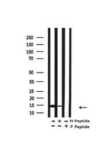 H2A.Zac pan-acetyl (K4,K7,K11,K13) Antibody in Western Blot (WB)