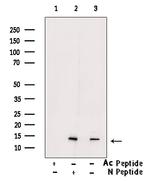 H2A.Zac pan-acetyl (K4,K7,K11,K13) Antibody in Western Blot (WB)