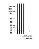 H2BK20ac Antibody in Western Blot (WB)