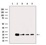 Histone H3ac (pan-acetyl) Antibody in Western Blot (WB)