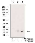 Histone H3ac (pan-acetyl) Antibody in Western Blot (WB)