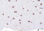 H4K12ac Antibody in Immunohistochemistry (Paraffin) (IHC (P))