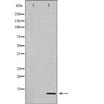 H4K12ac Antibody in Western Blot (WB)