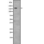 53BP2 Antibody in Western Blot (WB)