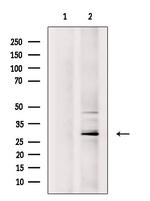 CITED2 Antibody in Western Blot (WB)