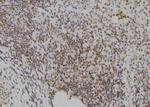 E2F7 Antibody in Immunohistochemistry (Paraffin) (IHC (P))