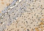 E2F7 Antibody in Immunohistochemistry (Paraffin) (IHC (P))