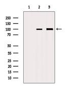 E2F7 Antibody in Western Blot (WB)