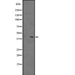 GPR183 Antibody in Western Blot (WB)