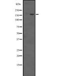 EHMT1 Antibody in Western Blot (WB)