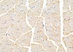 FN3K Antibody in Immunohistochemistry (Paraffin) (IHC (P))