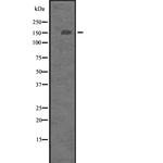 ITGA2 Antibody in Western Blot (WB)