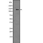 LPHN3 Antibody in Western Blot (WB)