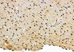 MIXL1 Antibody in Immunohistochemistry (Paraffin) (IHC (P))