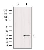 MIXL1 Antibody in Western Blot (WB)