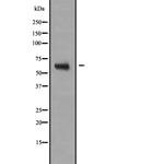 NR2C2 Antibody in Western Blot (WB)