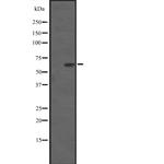 AMPK alpha-2 Antibody in Western Blot (WB)