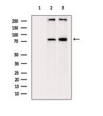 ESRP2 Antibody in Western Blot (WB)