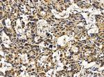 TAF7 Antibody in Immunohistochemistry (Paraffin) (IHC (P))