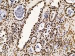 TAF7 Antibody in Immunohistochemistry (Paraffin) (IHC (P))