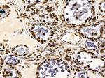 TAF7 Antibody in Immunohistochemistry (Paraffin) (IHC (P))