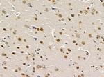 TAF7 Antibody in Immunohistochemistry (Paraffin) (IHC (P))