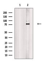 TBR1 Antibody in Western Blot (WB)