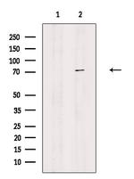 KAISO Antibody in Western Blot (WB)