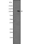 ZFPM1 Antibody in Western Blot (WB)