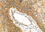 RPSA Antibody in Immunohistochemistry (Paraffin) (IHC (P))