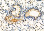 RPSA Antibody in Immunohistochemistry (Paraffin) (IHC (P))