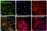 MRP1 Antibody in Immunocytochemistry (ICC/IF)