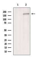 MRP1 Antibody in Western Blot (WB)