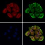 ASM Antibody in Immunocytochemistry (ICC/IF)