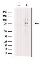 ACSL3 Antibody in Western Blot (WB)