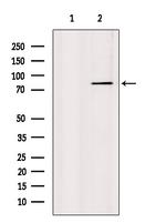 ACVR2A Antibody in Western Blot (WB)