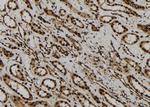 AGO1 Antibody in Immunohistochemistry (Paraffin) (IHC (P))