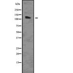 AGO1 Antibody in Western Blot (WB)