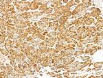 EEF1E1 Antibody in Immunohistochemistry (Paraffin) (IHC (P))