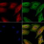 AKAP12 Antibody in Immunocytochemistry (ICC/IF)