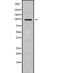 AKAP4 Antibody in Western Blot (WB)