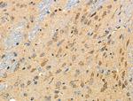 ALDH1A2 Antibody in Immunohistochemistry (Paraffin) (IHC (P))