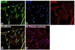 Aldolase C Antibody in Immunocytochemistry (ICC/IF)