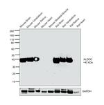 Aldolase C Antibody in Western Blot (WB)