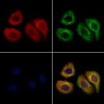 AMD1 Antibody in Immunocytochemistry (ICC/IF)