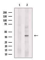 AMD1 Antibody in Western Blot (WB)