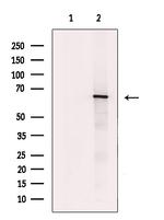 AMPK alpha-1,2 Antibody in Western Blot (WB)